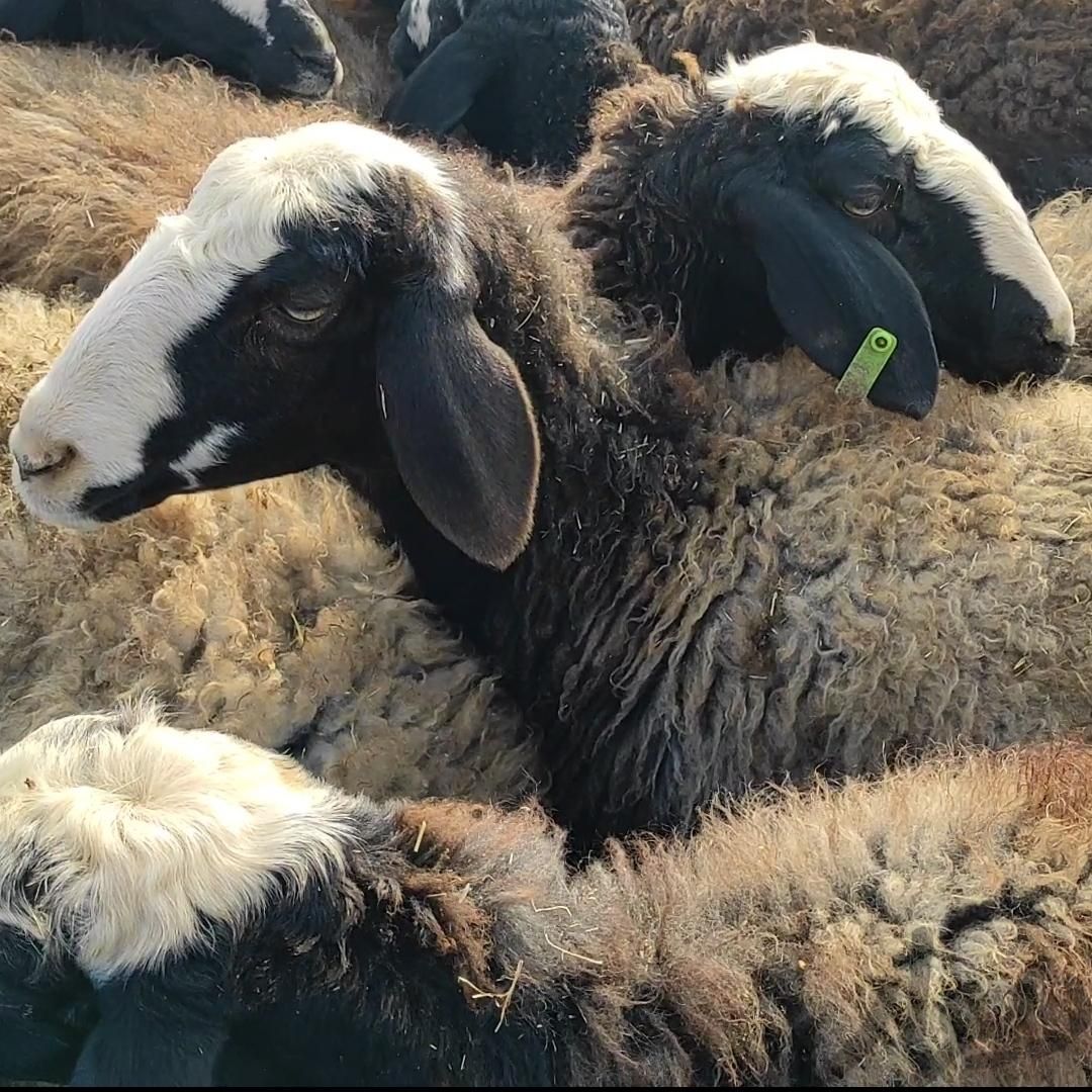 نژاد گوسفند میش و قوچ|حیوانات مزرعه|اصفهان, حصه|دیوار
