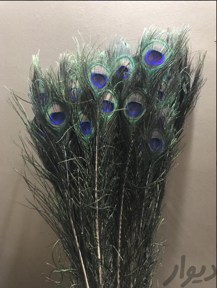 پر طاووس ۱۲۰ سانتی نو|گل و گیاه طبیعی|تهران, جردن|دیوار