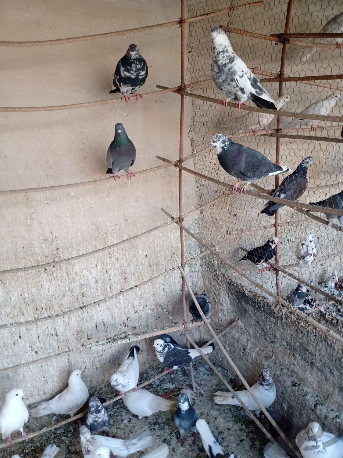 کفتر ، کفتر تیر ماهی|پرنده|تهران, یافت‌آباد|دیوار
