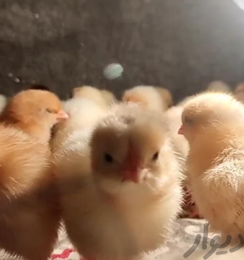 جوجه لوهمن تخمگذار نسل یک|حیوانات مزرعه|تهران, بازار|دیوار