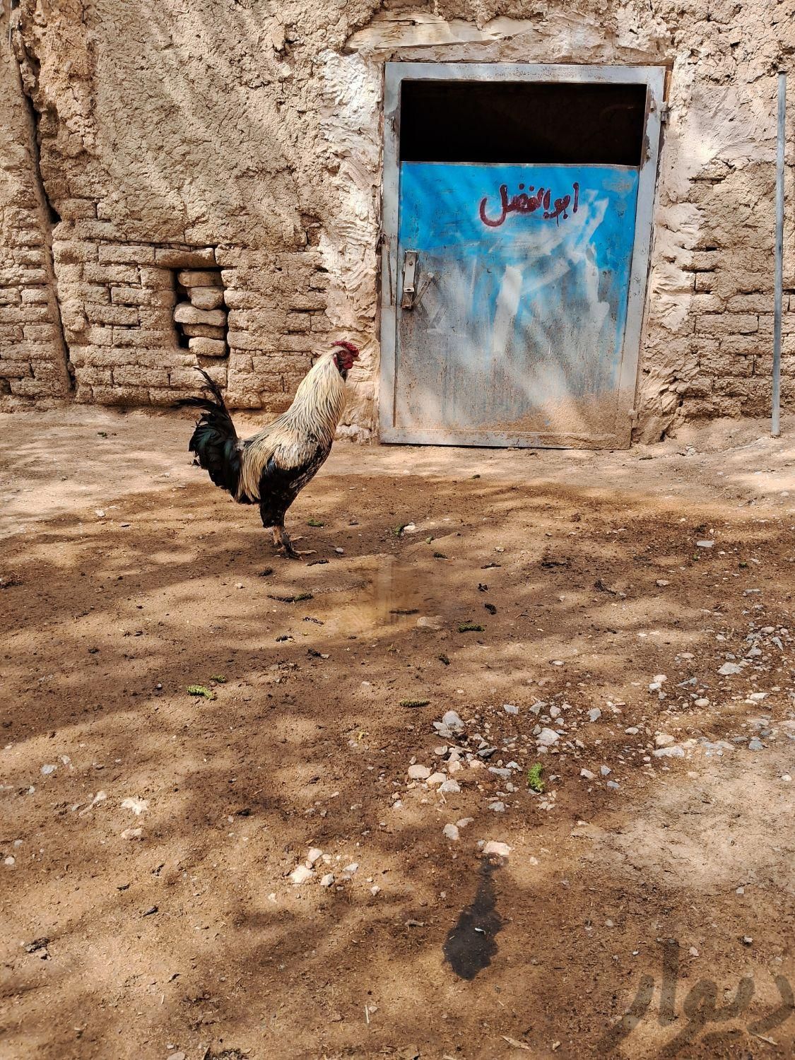 مرغ و خروس|حیوانات مزرعه|فرخ‌شهر, |دیوار