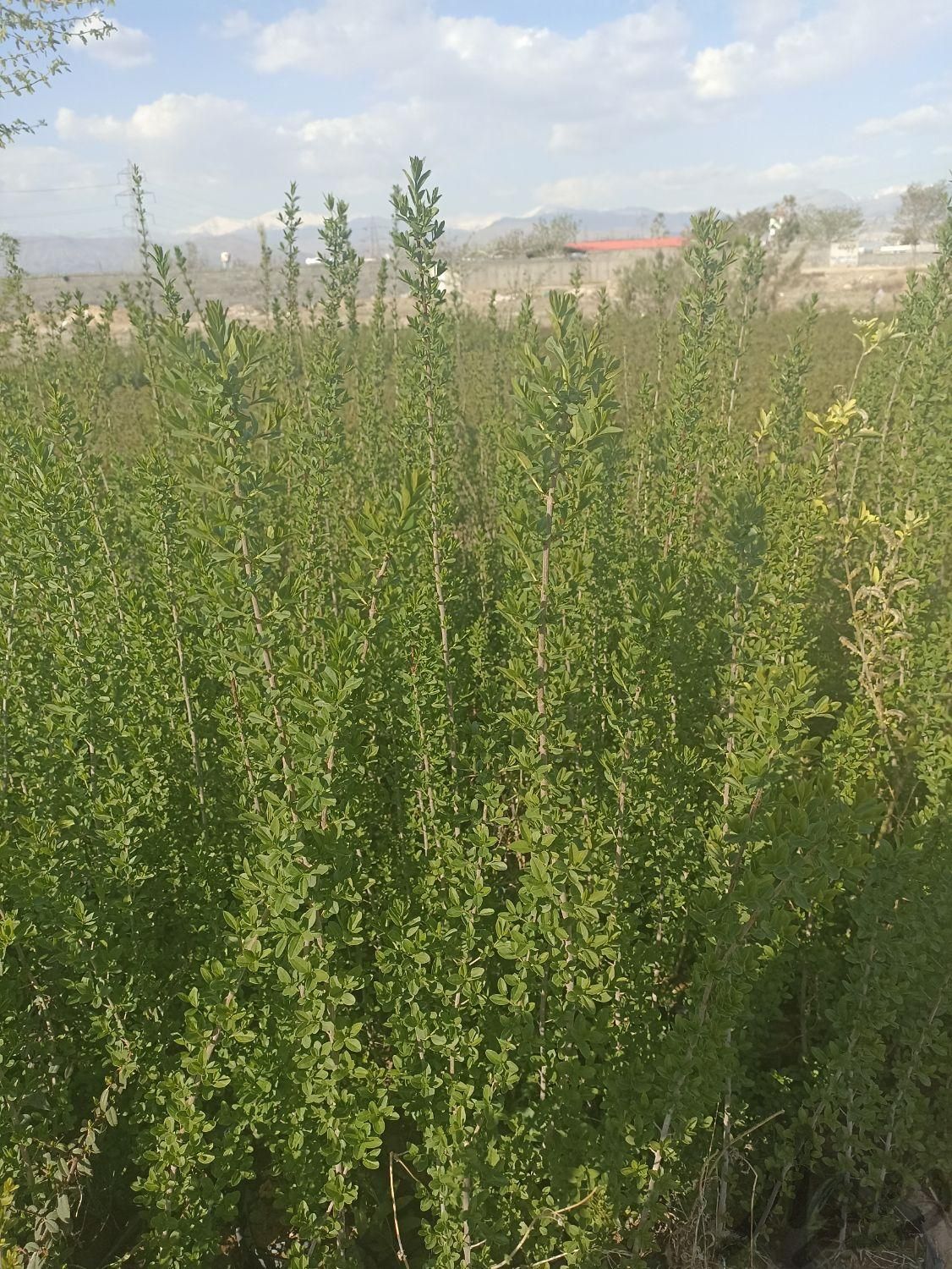 ترون گیاه|گل و گیاه طبیعی|تهران, مشیریه|دیوار