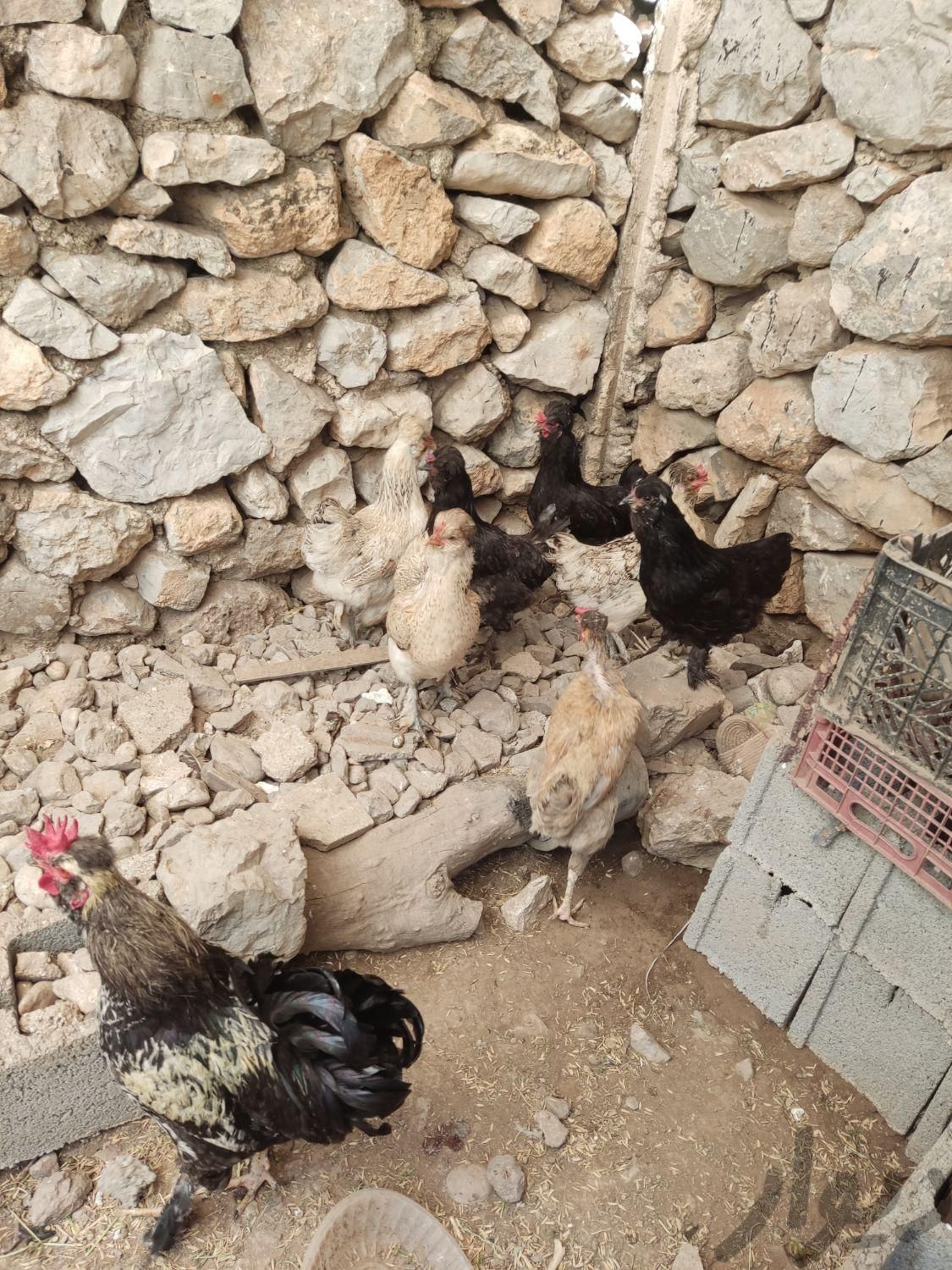 مرغ محلی اصیل نژاد دار دونی 500تومن|حیوانات مزرعه|نورآباد ممسنی, |دیوار