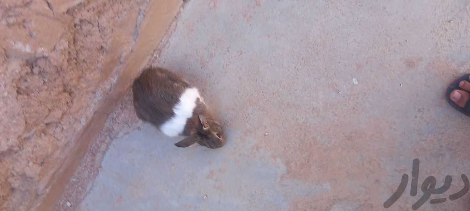 خرگوش|موش و خرگوش|مسجد سلیمان, |دیوار