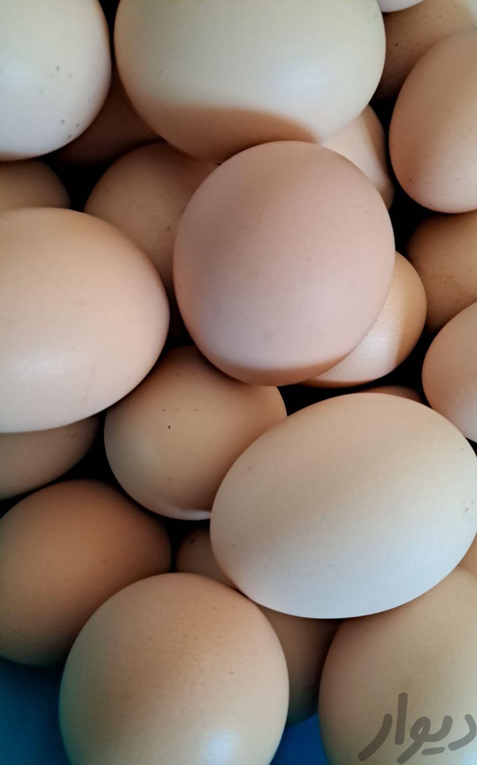 تخم مرغ محلی|خوردنی و آشامیدنی|بردسیر, |دیوار