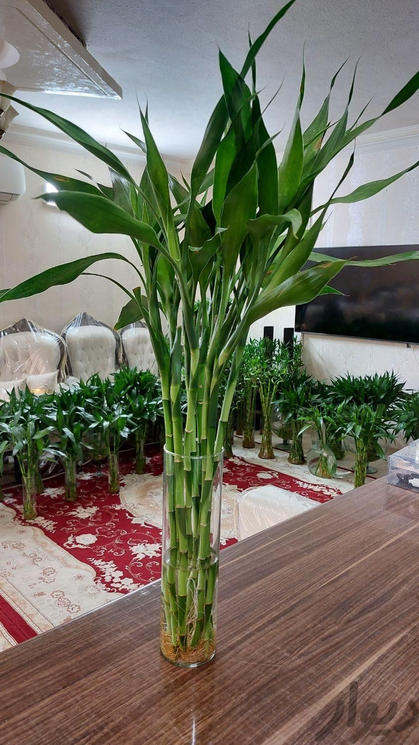 گل و گیاه اپارتمانی  بامبو ابی رو میزی تایلندی|گل و گیاه طبیعی|مشهد, شهید مطهری شمالی|دیوار