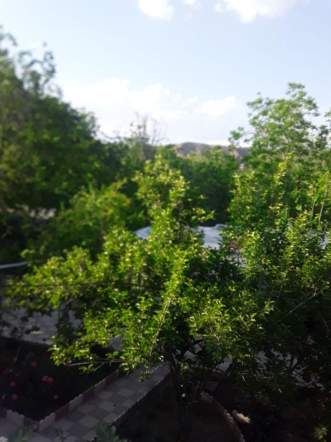 اجاره خانه باغ ویلا ۳ هکتاری در روستای خبر بافت|اجارهٔ کوتاه‌مدت ویلا و باغ|بندرعباس, |دیوار