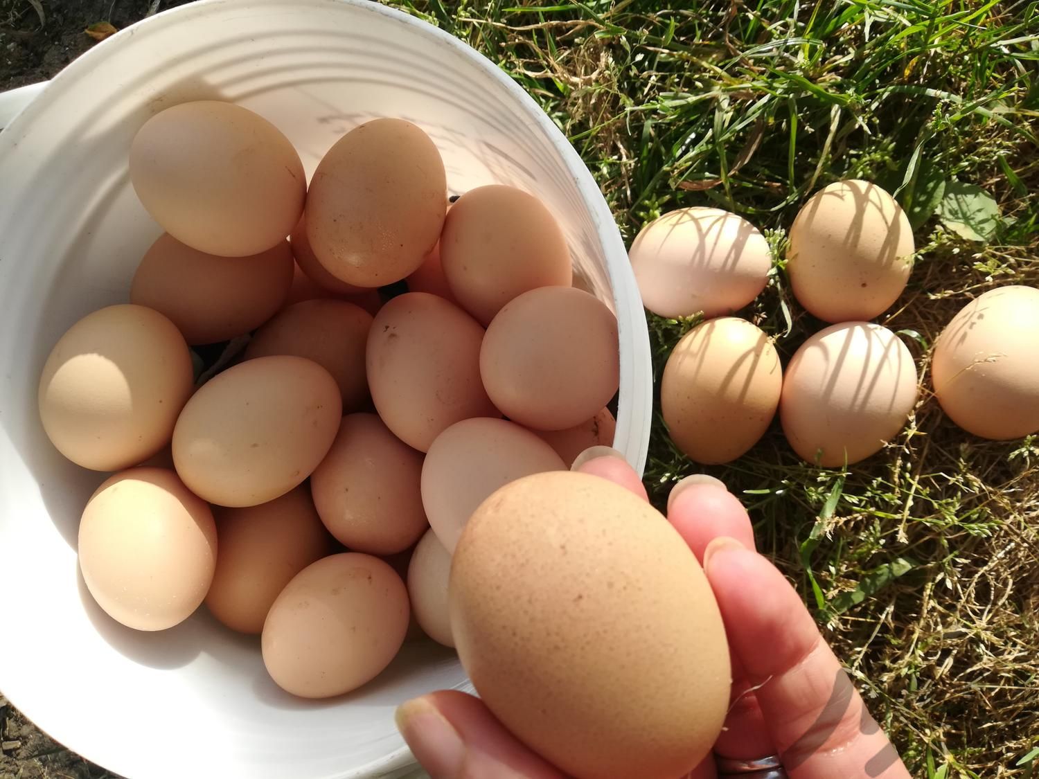تخم مرغ محلی نطفه دار|حیوانات مزرعه|رودسر, |دیوار