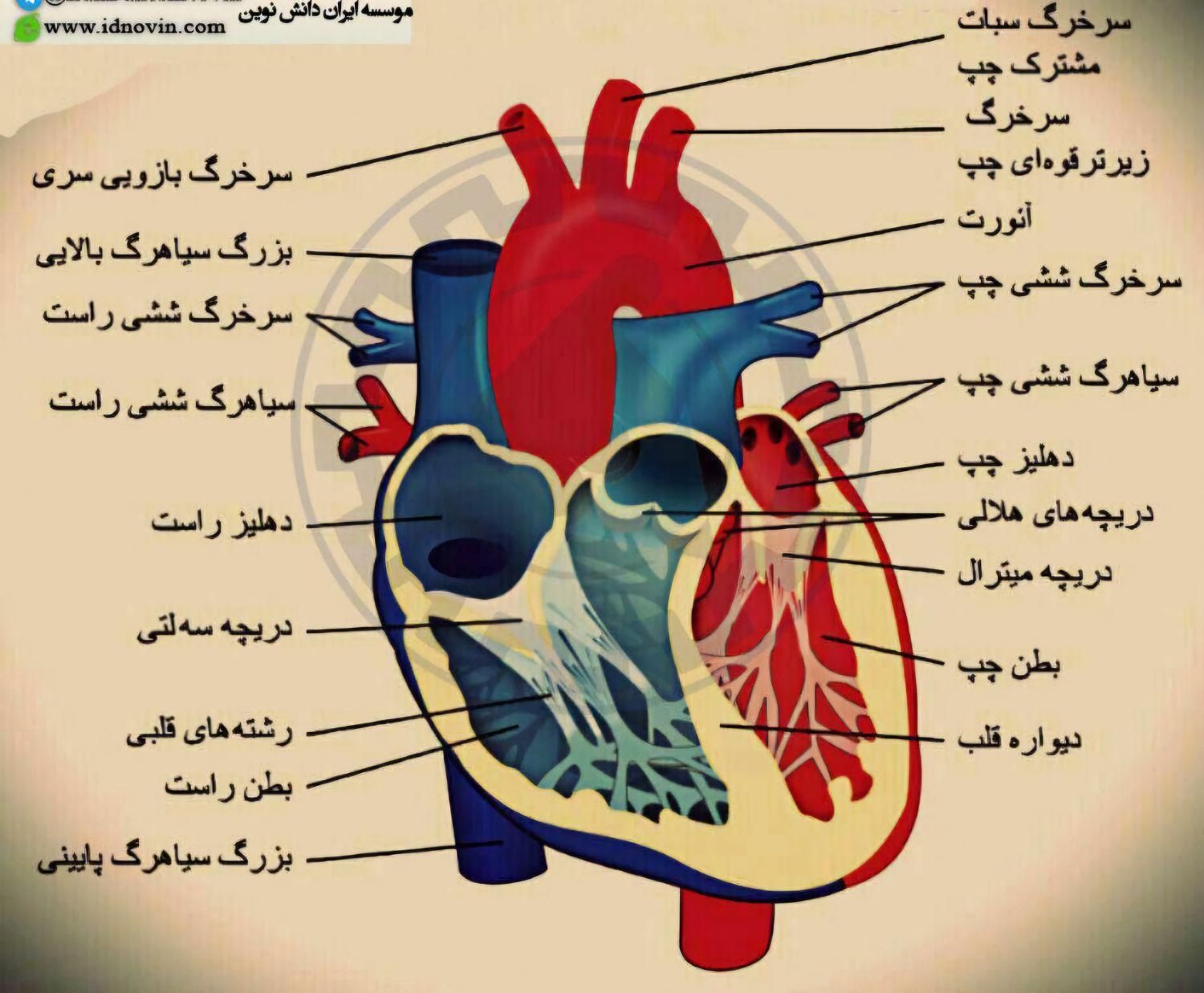 آموزش زیست شناسی از هفتم تا کنکور|خدمات آموزشی|تهران, اقدسیه|دیوار