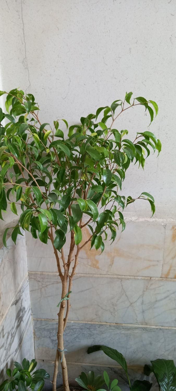 گل بنجامین ابلغ ،سبز یک مترونیم|گل و گیاه طبیعی|تهران, ابوذر (منطقه ۱۵)|دیوار