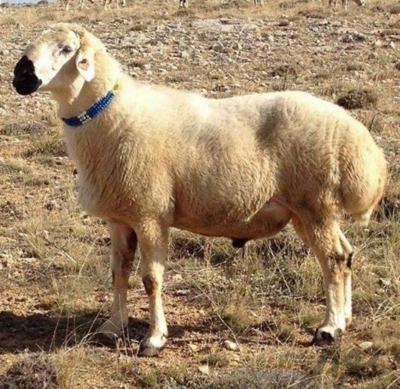 گوسفند زنده در گوهردشت|حیوانات مزرعه|کرج, گوهردشت|دیوار