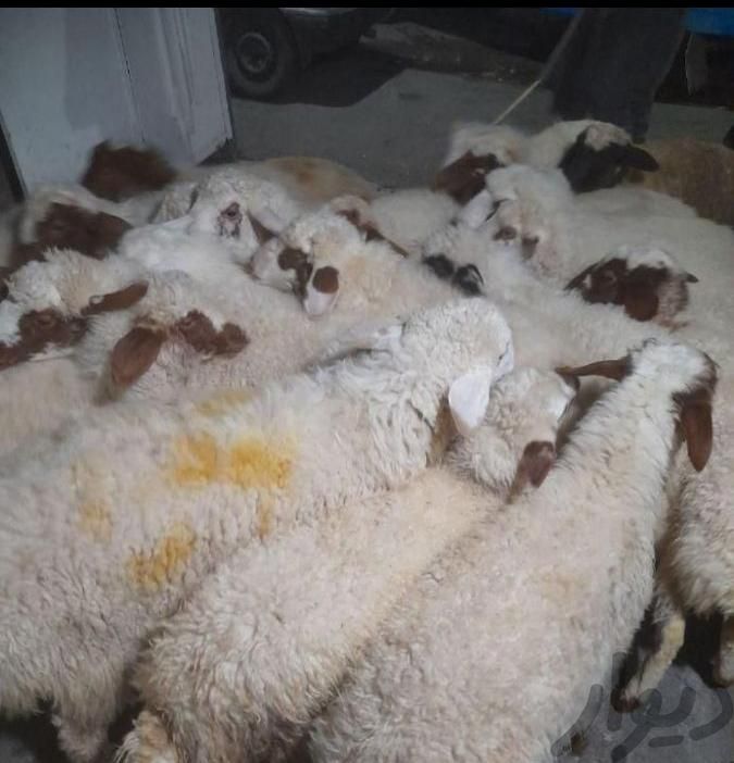 گوسفند حصارک شاهین ویلا گوهردشت ظفر یاس زنده|حیوانات مزرعه|کرج, شهرک ظفر|دیوار