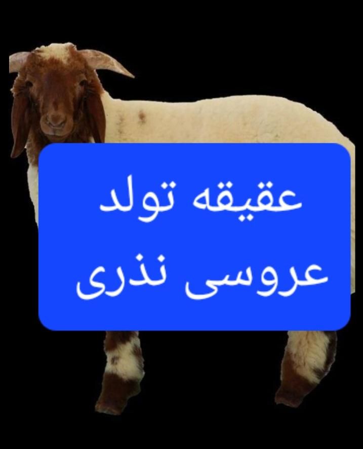 گوسفند زنده تهرانپارس شرقی و غربی پیروزی سبلان|حیوانات مزرعه|تهران, تهرانپارس غربی|دیوار