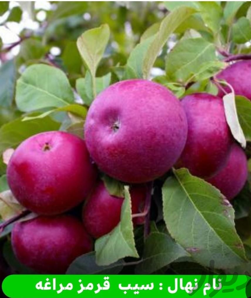 نهال سیب مراغه فقط 70تومن|خدمات باغبانی و درختکاری|اردبیل, |دیوار