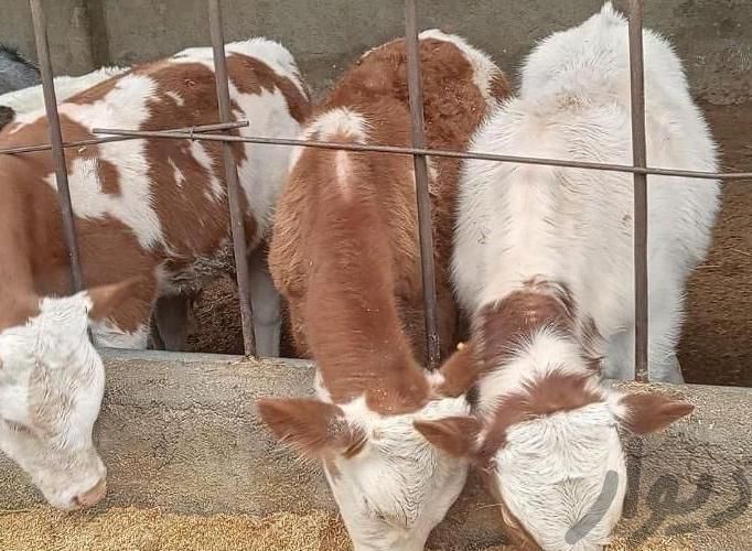 ۶ راس گوساله نر سیمینتال پرواری|حیوانات مزرعه|صباشهر, |دیوار
