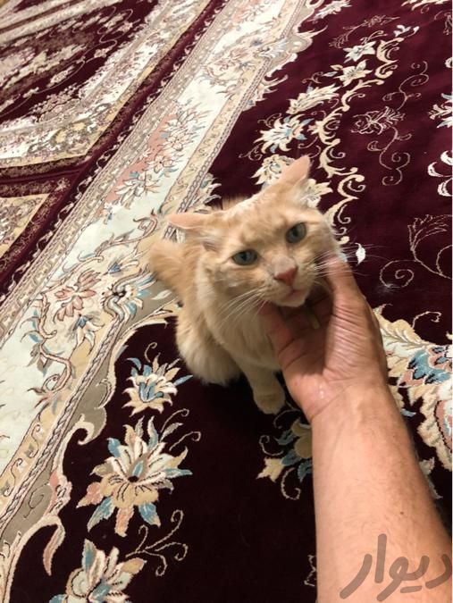 گربه خونگی|گربه|زنجان, |دیوار
