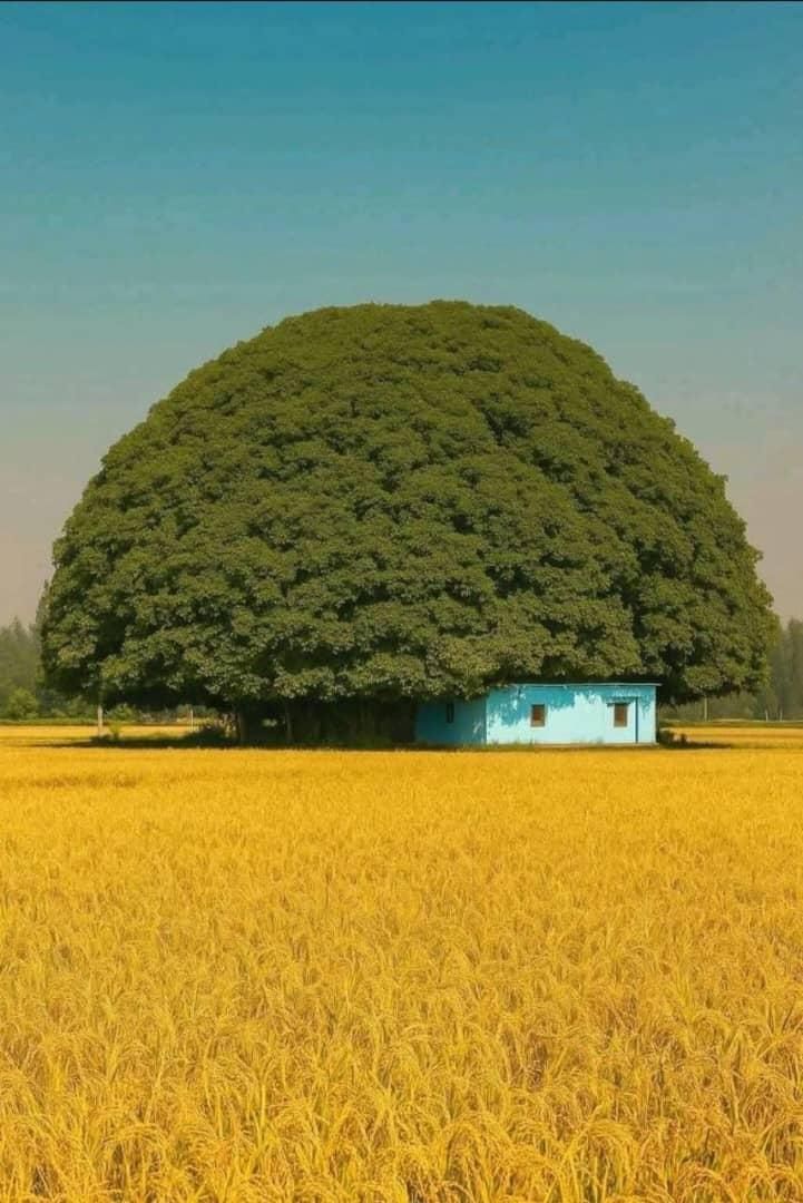null