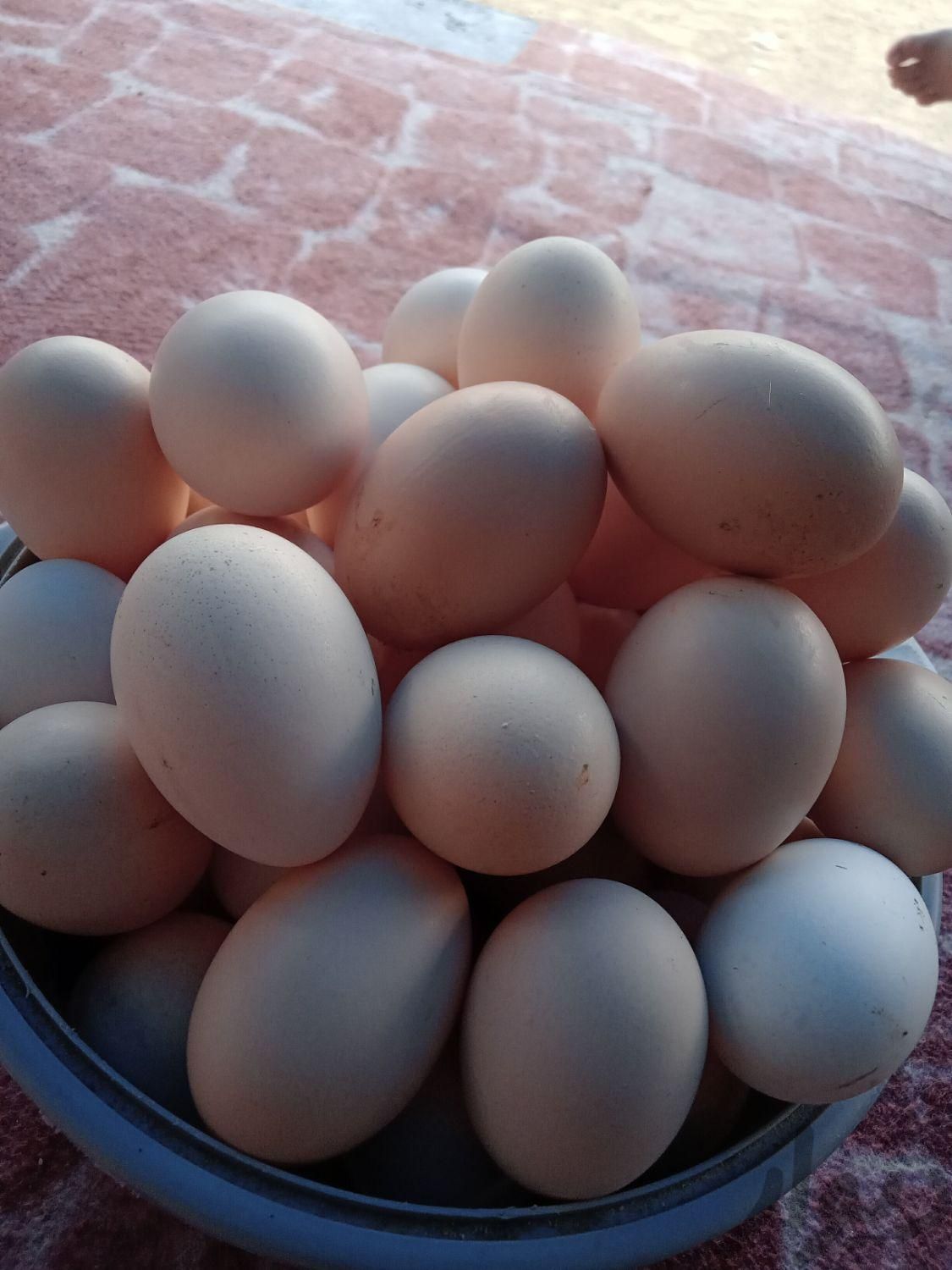 تخم مرغ محلی|خوردنی و آشامیدنی|تالش, |دیوار