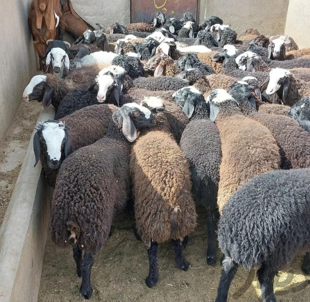 گوسفند زنده برای قربانی همراه باسلاخ حرفه ای|حیوانات مزرعه|پردیس, |دیوار