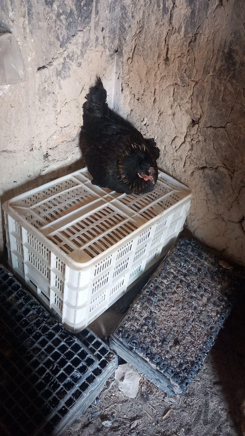یک مرغ سیاه کرک و۷ جوجه سه ماه محلی اصل اصل|حیوانات مزرعه|بوشهر, |دیوار