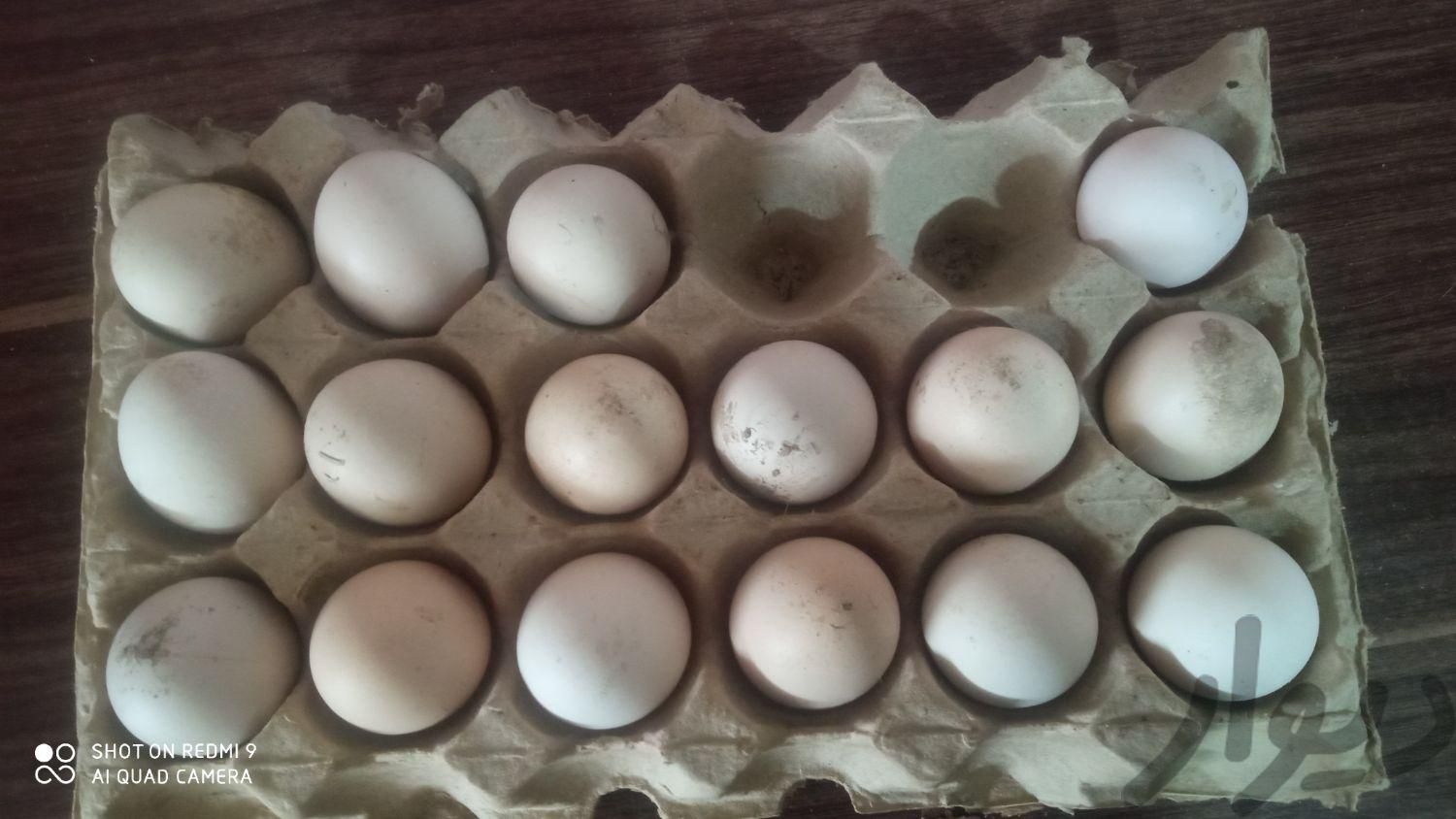 تخم مرغ لاری|حیوانات مزرعه|شیروان, |دیوار