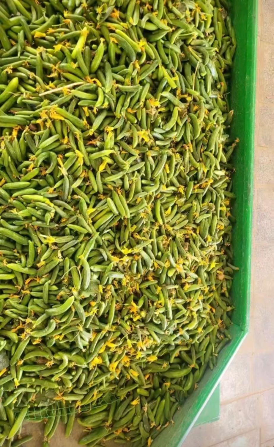 پخش خیار شورهمدان|عمده‌فروشی|تهران, آذری|دیوار