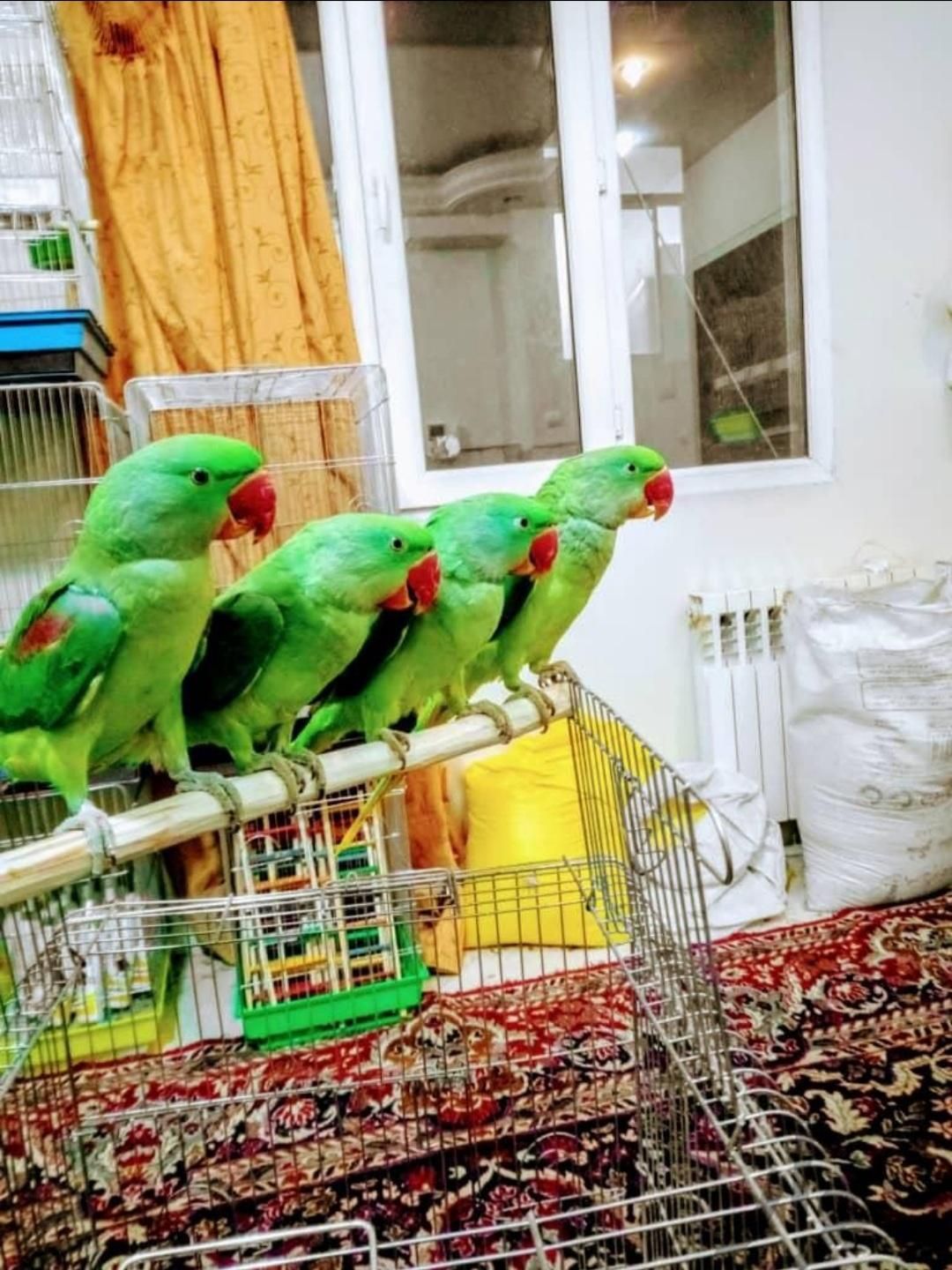 معدن شاه طوطی ملنگو نر ماده دستی رام سخنگوچشم درشت|پرنده|تهران, استاد معین|دیوار