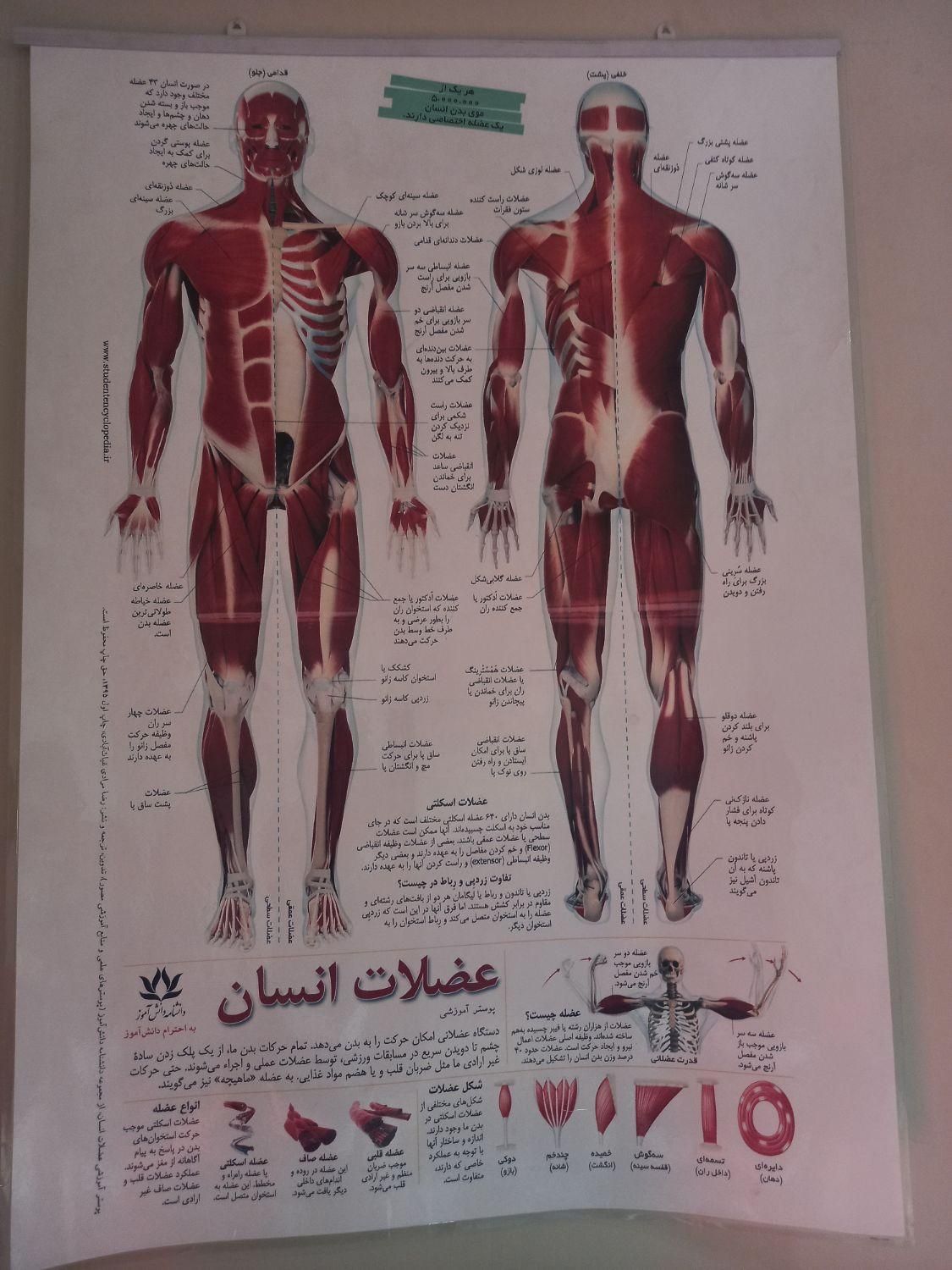 رگ گیری سیاتیک رفع اسپاسم عضلانی حجامت|آرایشی، بهداشتی، درمانی|تهران, ونک|دیوار