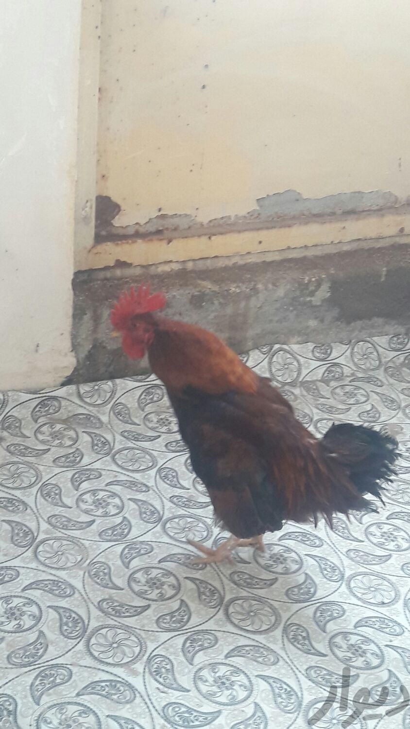 خروس مینیاتوری معاوظه با مرغ لاری|حیوانات مزرعه|اردبیل, |دیوار