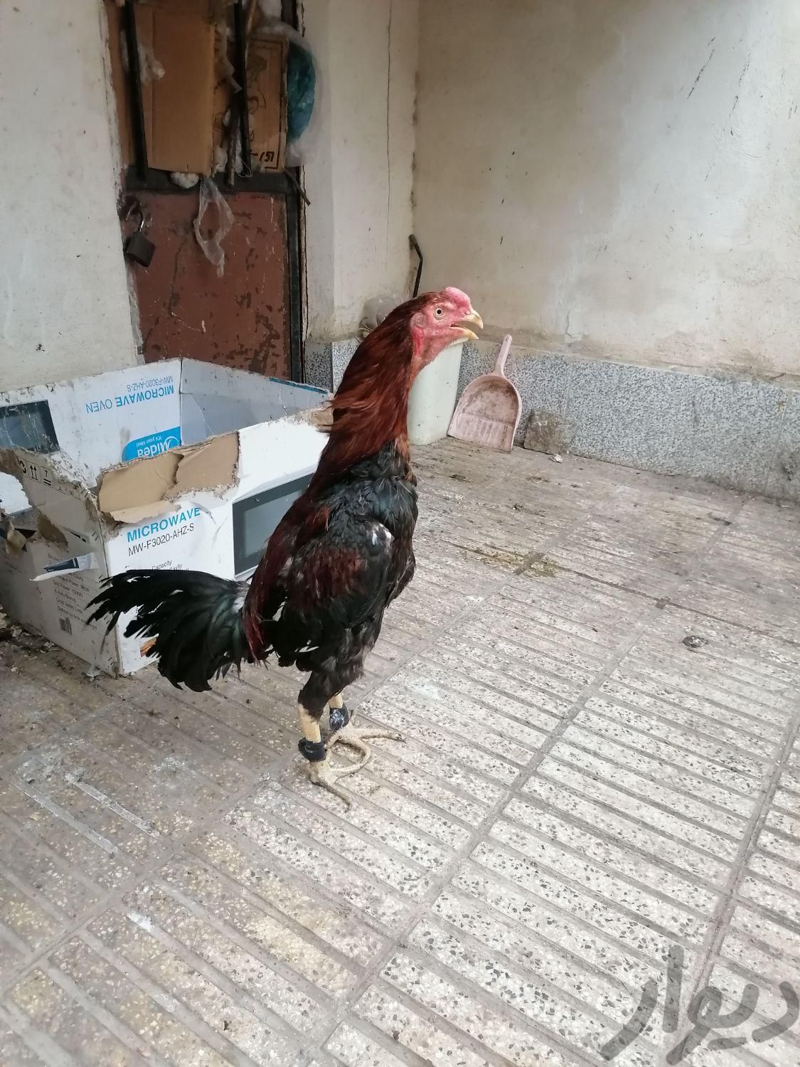 تخم لاری تاج مهر|حیوانات مزرعه|علی‌آباد کتول, |دیوار
