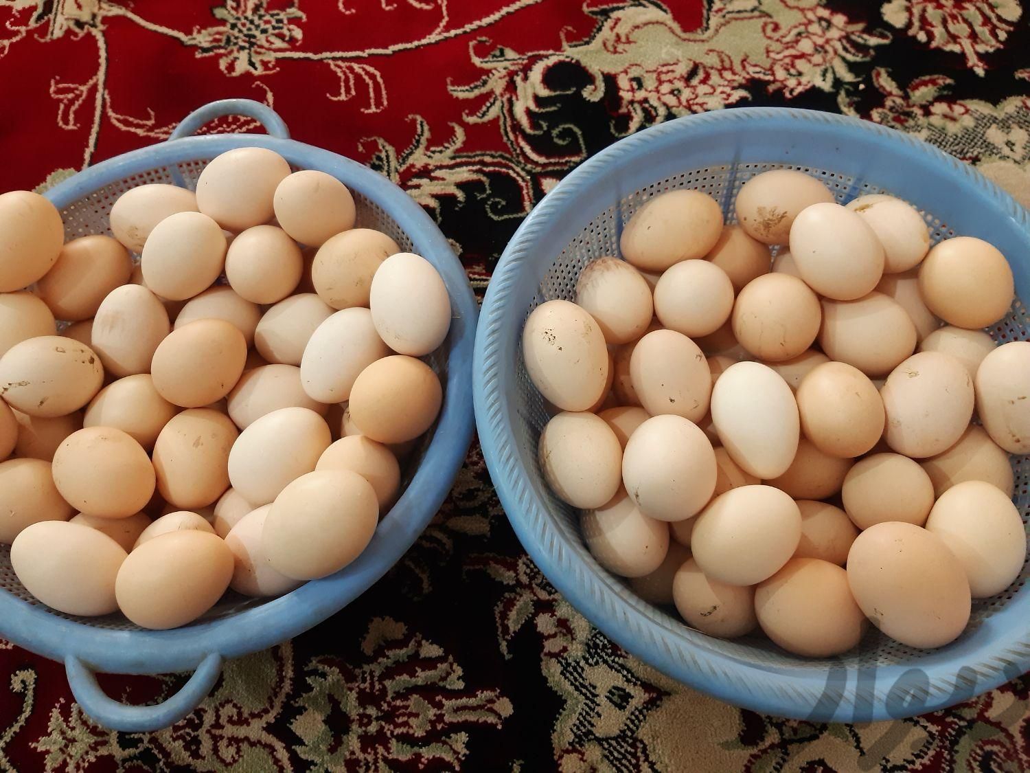 فروش صد تخم مرغ محلی|خوردنی و آشامیدنی|آبدانان, |دیوار