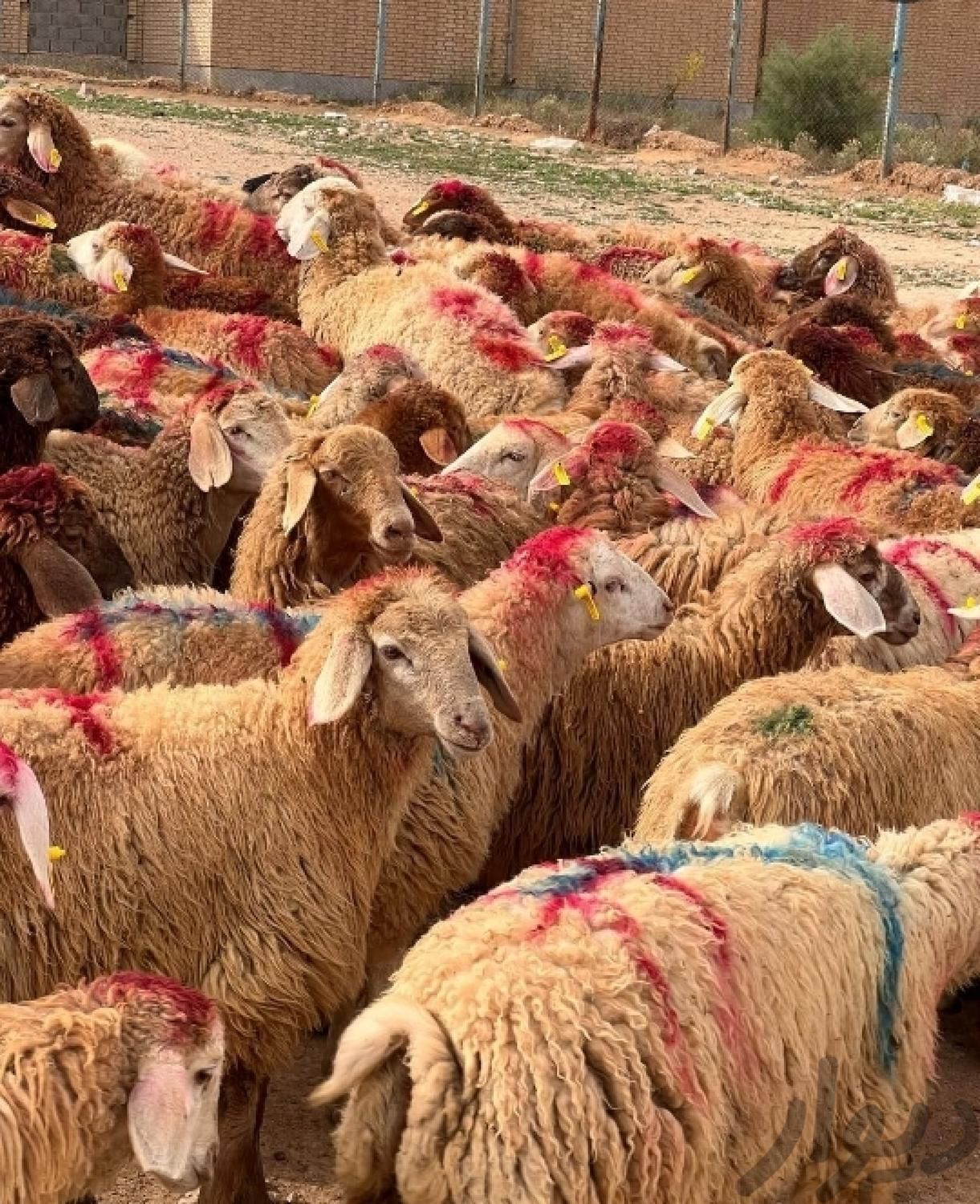 گوسفند زنده کوهستانی اصیل دشت مغان کم چربی|حیوانات مزرعه|تهران, پونک|دیوار