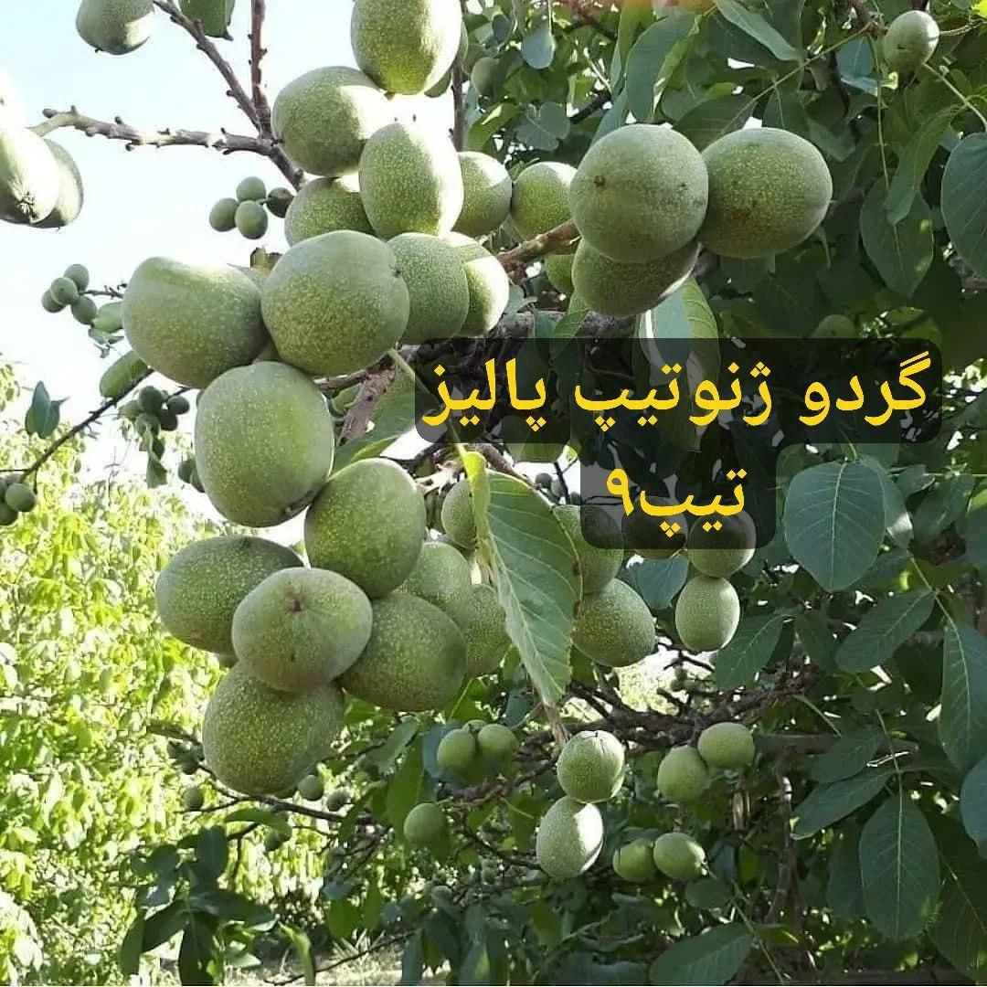انواع نهال های لیبل دار در نهالستان پالیز ، ضمانتی|خدمات باغبانی و درختکاری|قمصر, |دیوار