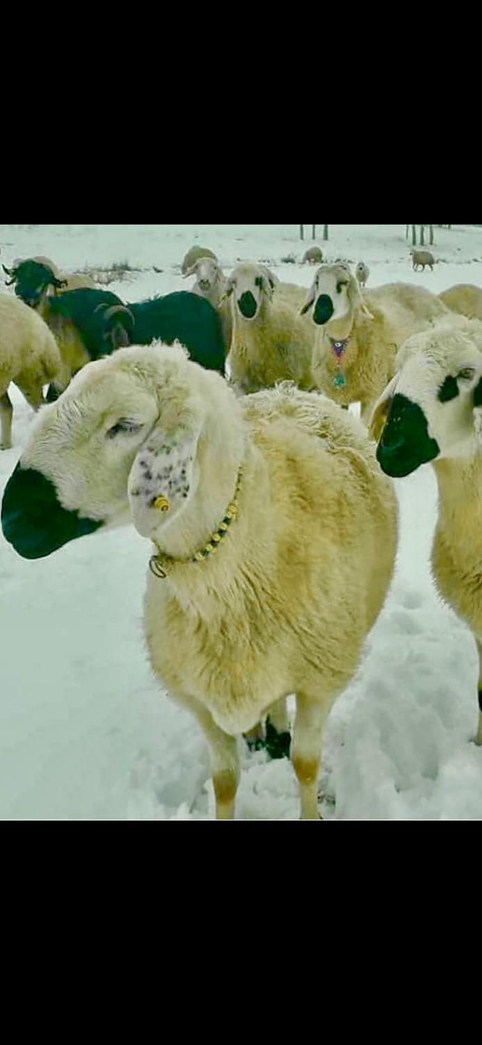 گوسفند زنده آذربایجان|حیوانات مزرعه|تهران, باغ فیض|دیوار