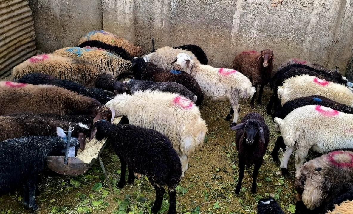 فقط تامُحَّرم*زیر فی بازار/دام زنده*نصفه گوشت/خونی|حیوانات مزرعه|مشهد, عبادی|دیوار