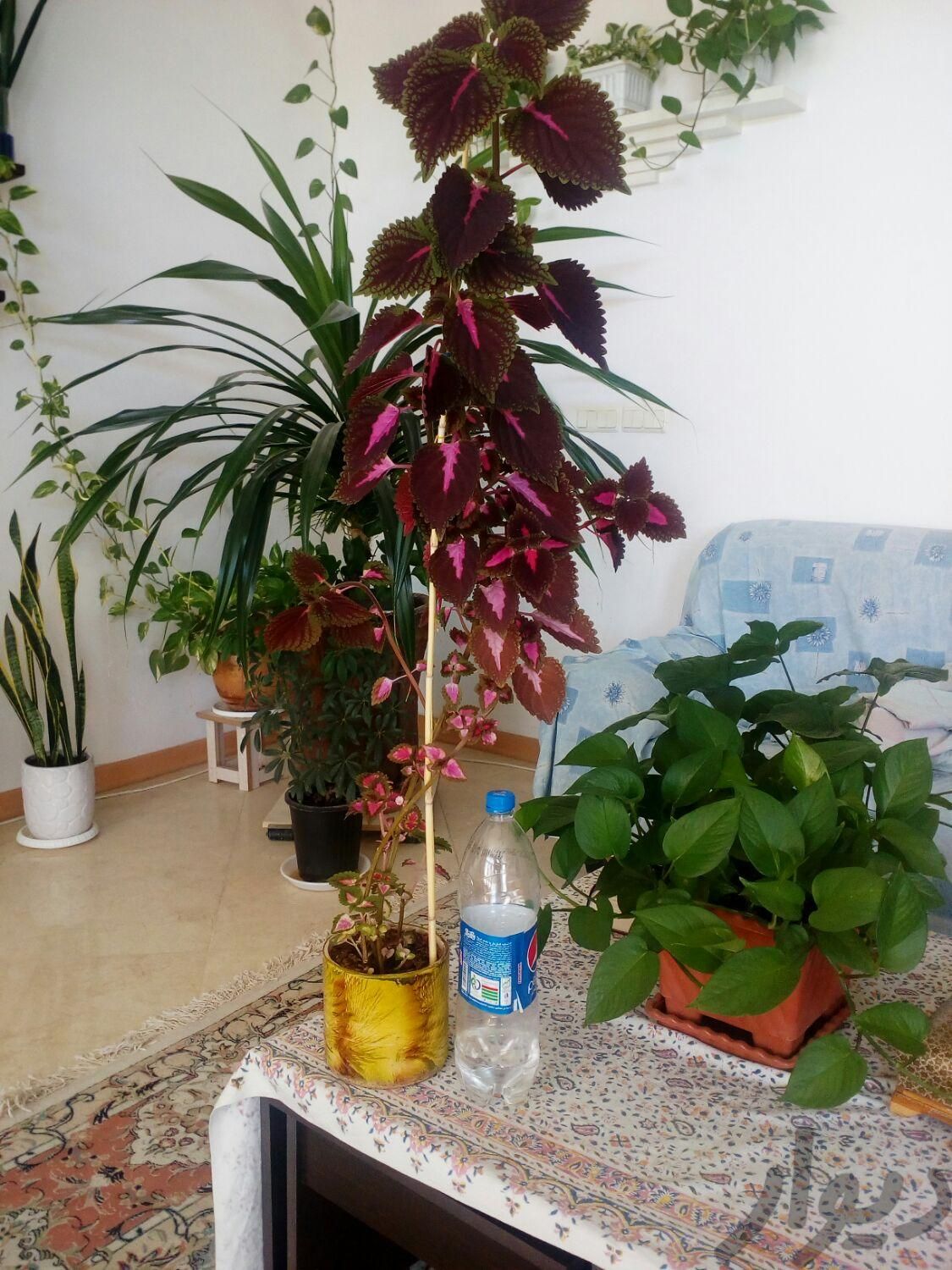قلمه سینگونیوم و حسن یوسف|گل و گیاه طبیعی|یزد, |دیوار