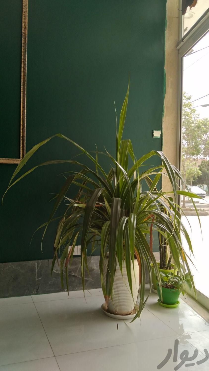 گل پاندانوس قد ۱۶۰|گل و گیاه طبیعی|مشهد, جانباز|دیوار