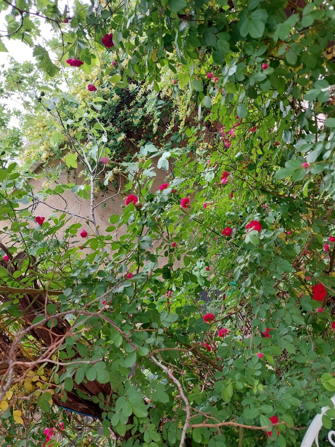 تصویر 3