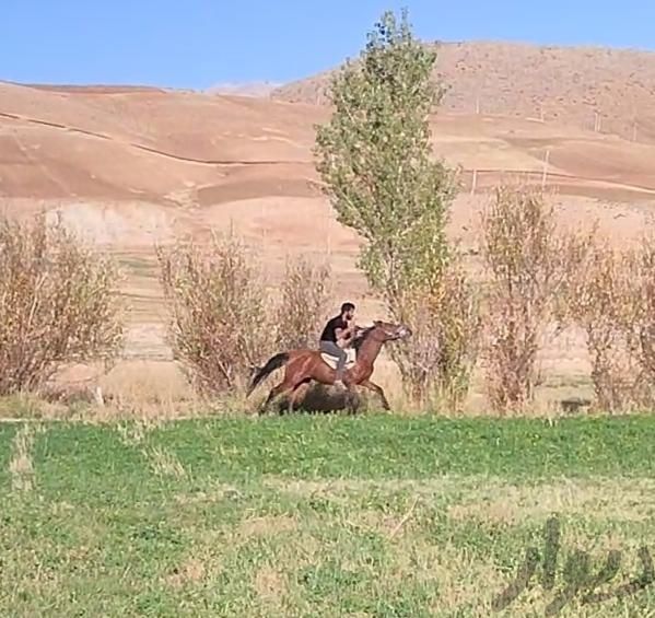 اسب اصیل|اسب و تجهیزات اسب سواری|شهرکرد, |دیوار