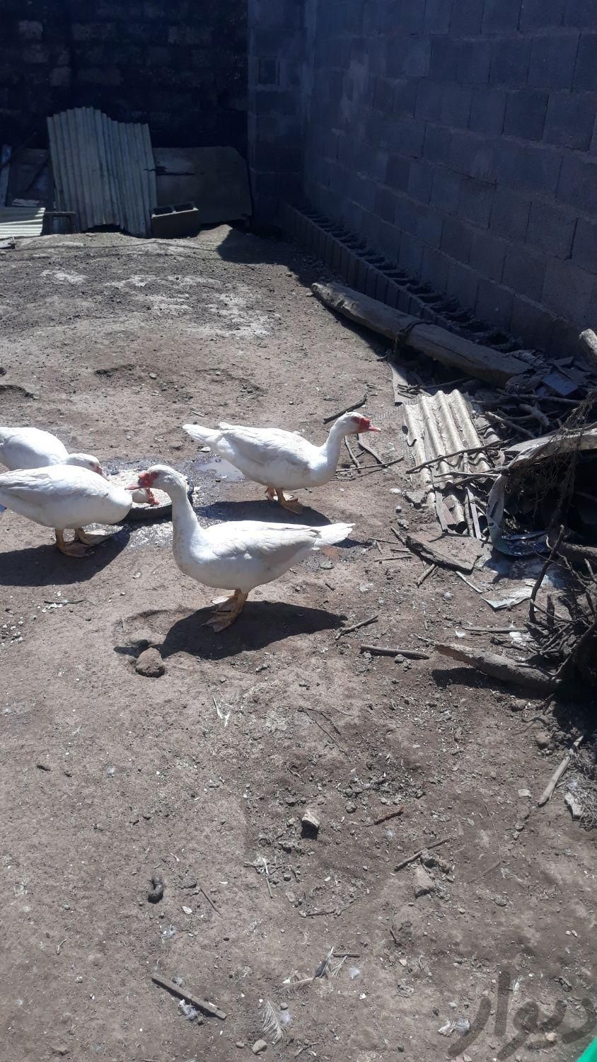 دو عدد اردک اسراییلی نر درشت تمام سفید|حیوانات مزرعه|رشت, بازار|دیوار