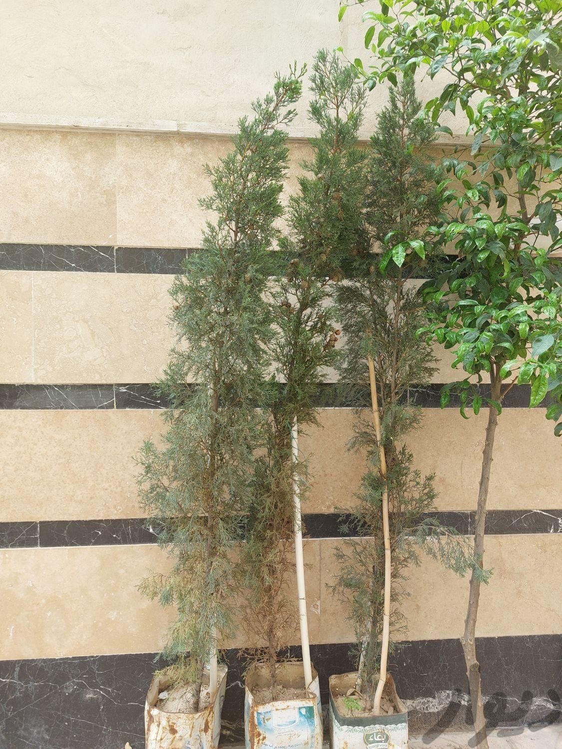 درختچه تزیینی|گل و گیاه طبیعی|تهران, مسعودیه|دیوار