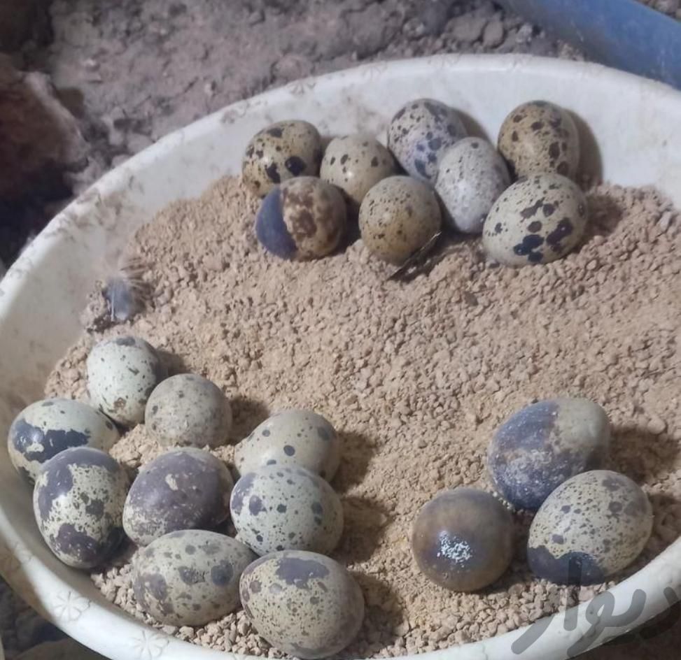 تخم تازه همون روزبلدرچین|حیوانات مزرعه|مشهد, صیاد شیرازی|دیوار