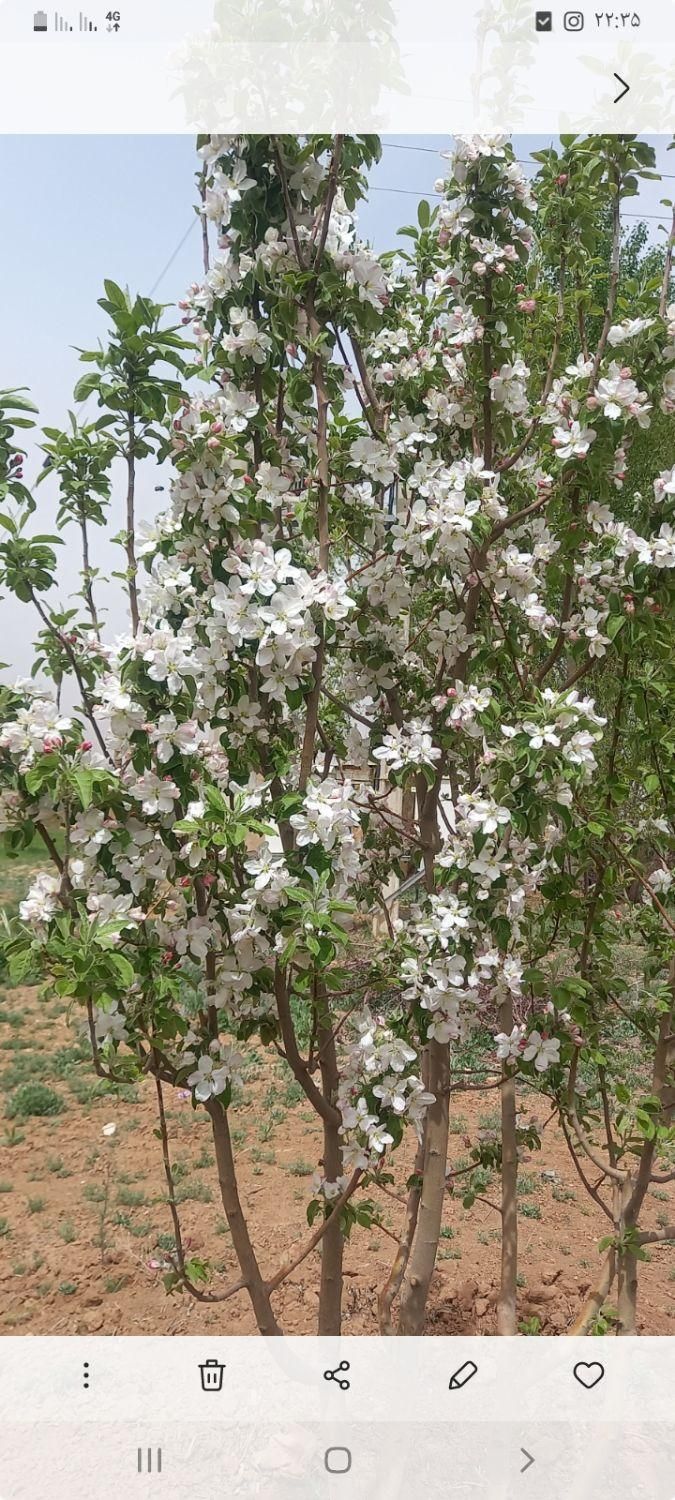 خدمات باغبانی سم پاشی و هرس درختان|خدمات باغبانی و درختکاری|اصفهان, دانشگاه اصفهان|دیوار