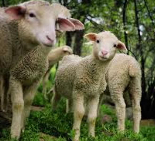 گوسفندمغان‌نروماده چاق گوشتی باترازودرمحل|حیوانات مزرعه|تهران, اکباتان|دیوار