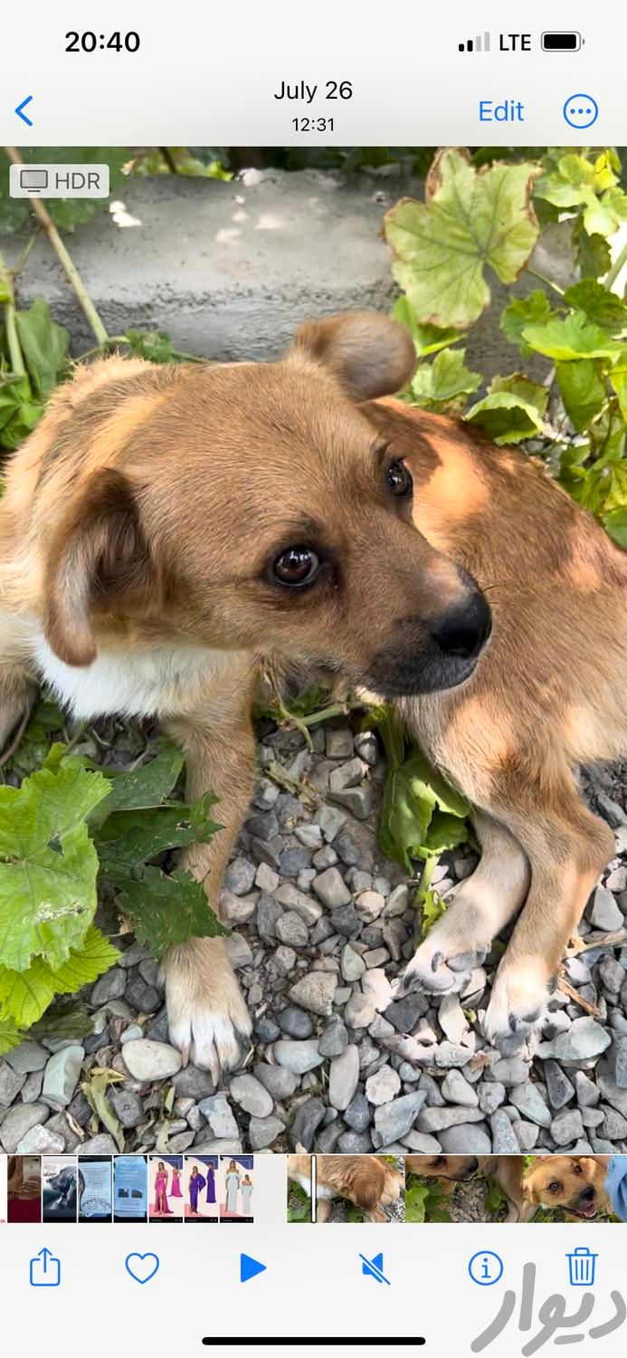 سگ ماده گمشده در صباشهر شهریار|حیوانات|شهریار, |دیوار