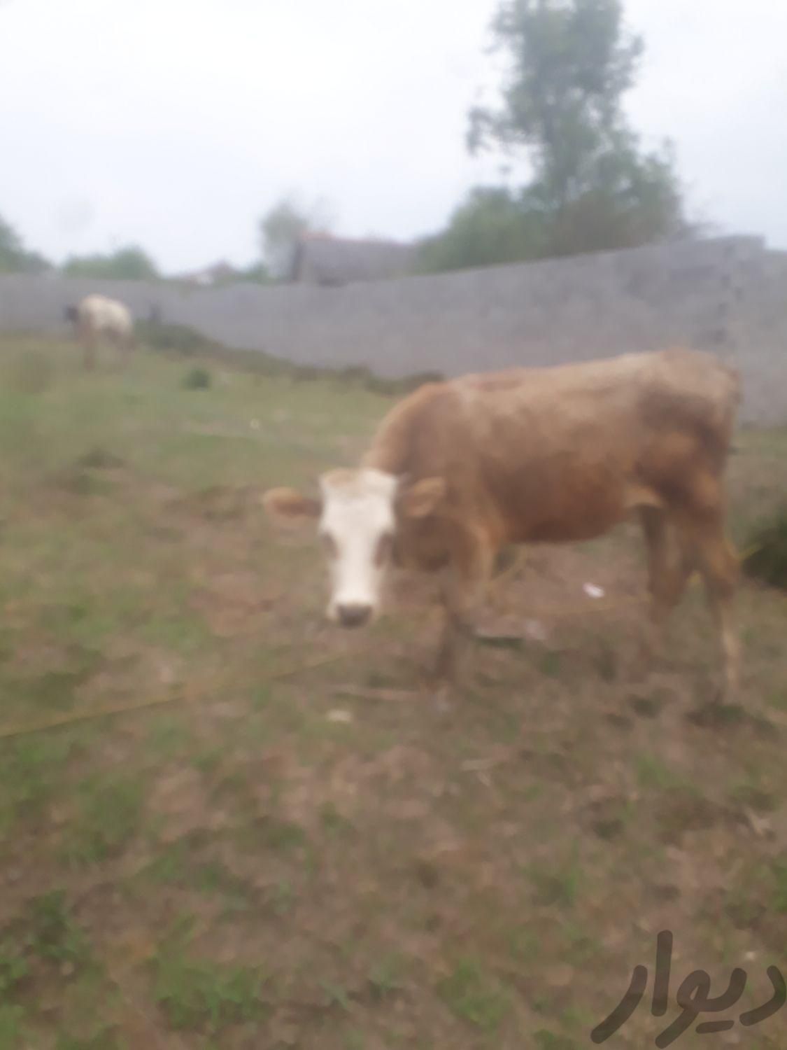 نژاد خارجی ماده گاو|حیوانات مزرعه|شفت, |دیوار