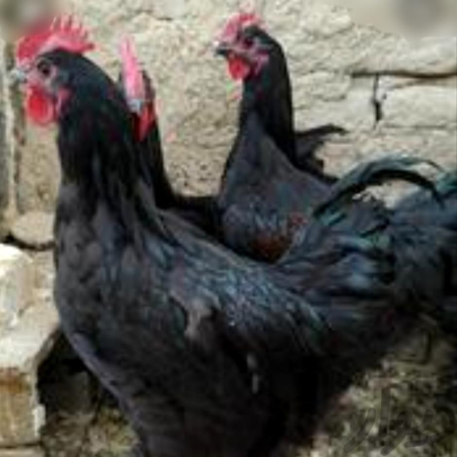 خروس و مرغ سیاه و رنگی و سفید برای خون و قربانی|حیوانات مزرعه|مشهد, صیاد شیرازی|دیوار