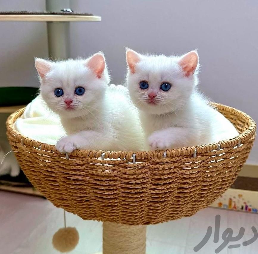 دهکده گربه اشرافی و مینیاتوری با واکسیناسیون|گربه|تهران, فرحزاد|دیوار