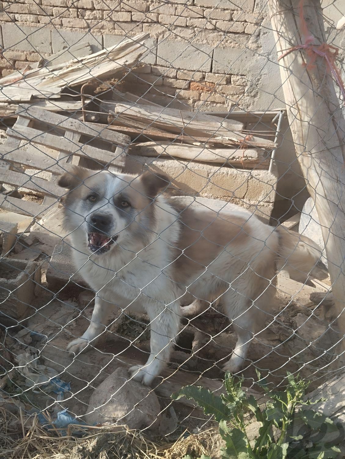 سگ نگهبان حیاط|سگ|میاندوآب, |دیوار