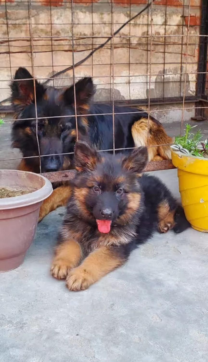 سگ German shepherd،ژرمن شپرد،سگ جواهر،رفیق خانواده|سگ|تهران, مرزداران|دیوار